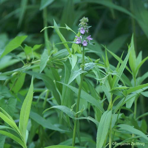 Épiaire des marais - Stachys palustris