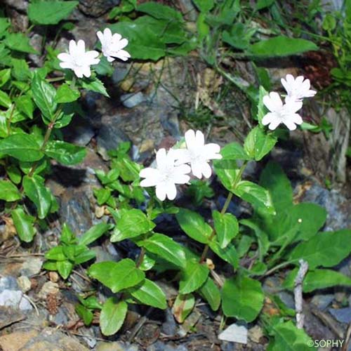 Épilobe à feuilles d'Alsine - Epilobium alsinifolium