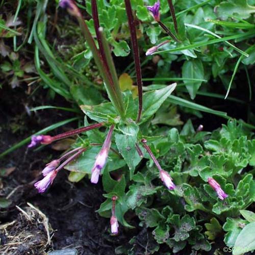 Épilobe à feuilles d'Alsine - Epilobium alsinifolium