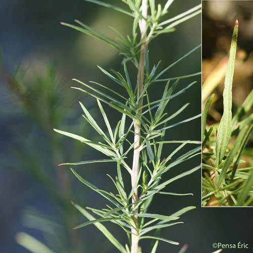 Épilobe à feuilles de Romarin - Chamaenerion dodonaei