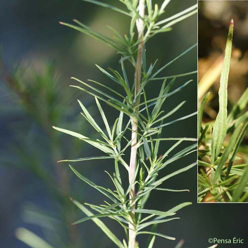 Épilobe à feuilles de Romarin - Epilobium dodonaei subsp. dodonaei