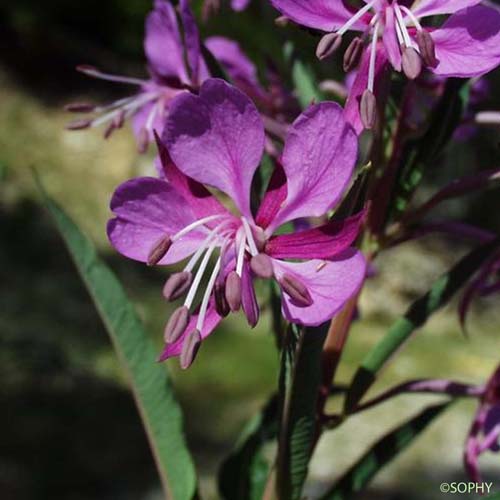 Épilobe à feuilles étroites - Chamaenerion angustifolium subsp. angustifolium