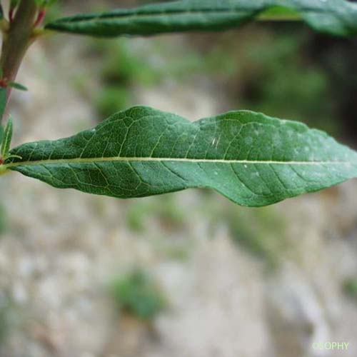 Épilobe à feuilles étroites - Chamaenerion angustifolium subsp. angustifolium