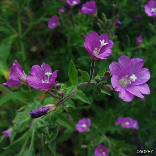 Épilobe à grandes fleurs - Epilobium hirsutum