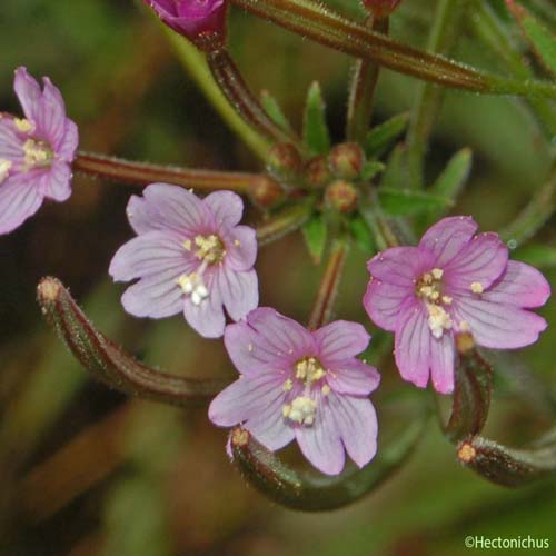Épilobe à petites fleurs - Epilobium parviflorum