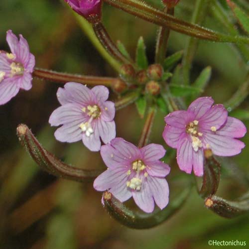 Épilobe à petites fleurs - Epilobium parviflorum