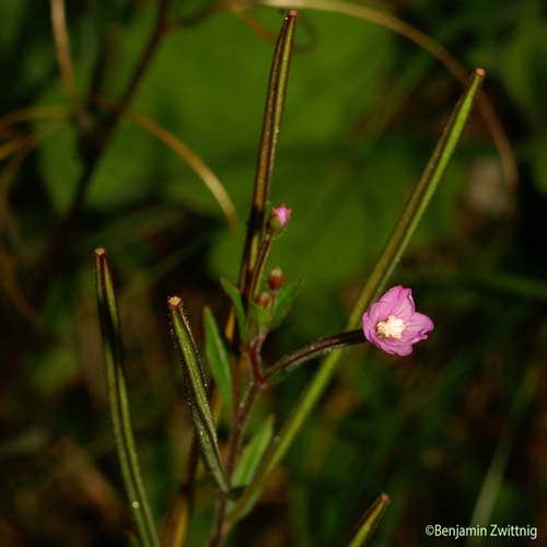 Épilobe à petites fleurs - Epilobium parviflorum