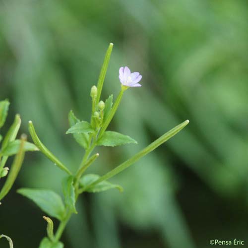 Épilobe à tige glanduleuse - Epilobium ciliatum