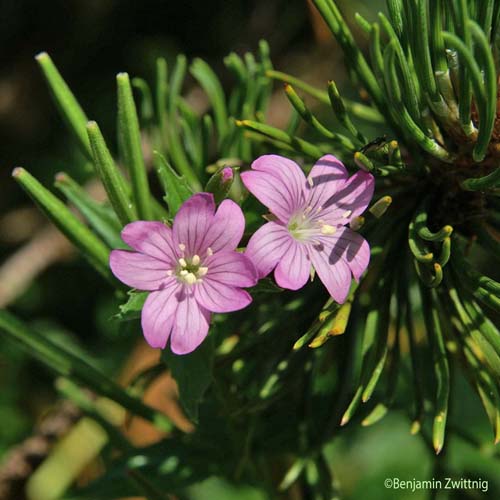 Épilobe des Alpes - Epilobium alpestre