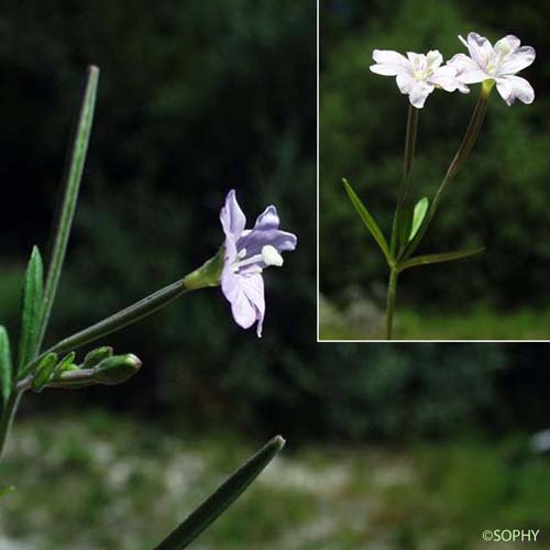 Épilobe des marais - Epilobium palustre