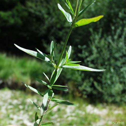 Épilobe des marais - Epilobium palustre