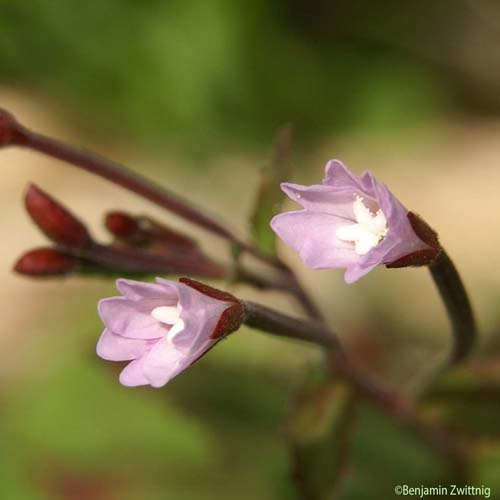 Épilobe des montagnes - Epilobium montanum