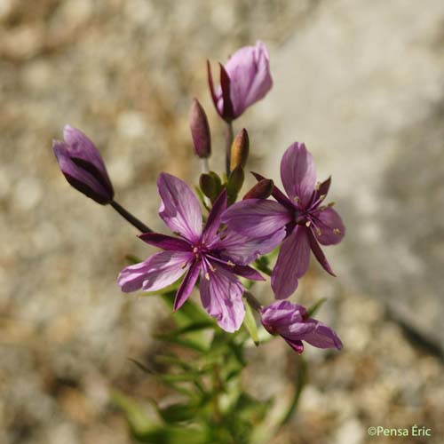 Épilobe des moraines - Epilobium dodonaei subsp. fleisheri