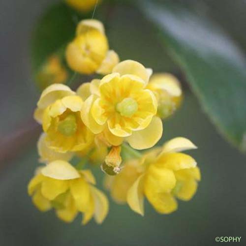 Épine-vinette - Berberis vulgaris