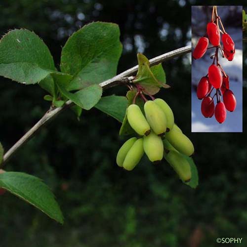 Épine-vinette - Berberis vulgaris