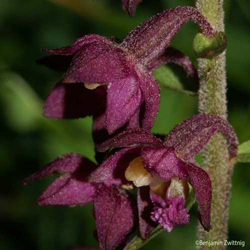 Épipactis rouge sombre - Epipactis atrorubens