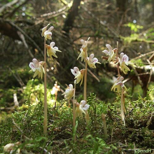 Épipogon sans feuilles - Epipogium aphyllum