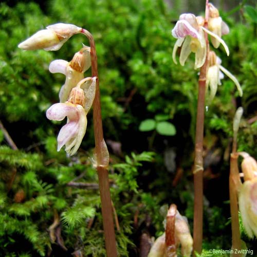 Épipogon sans feuilles - Epipogium aphyllum