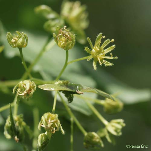 Érable champêtre - Acer campestre