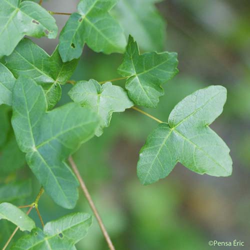 Érable de Montpellier - Acer monspessulanum