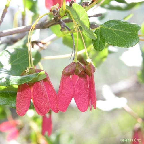 Érable de Montpellier - Acer monspessulanum