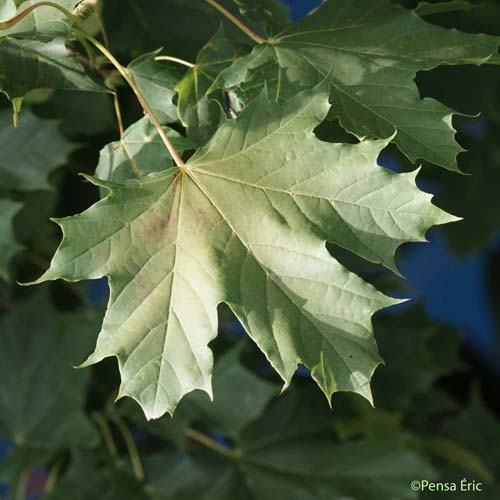 Érable plane - Acer platanoides