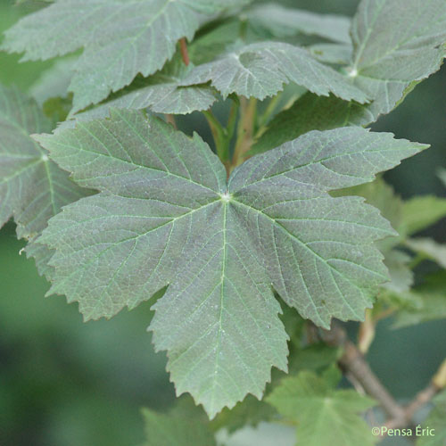 Érable sycomore - Acer pseudoplatanus