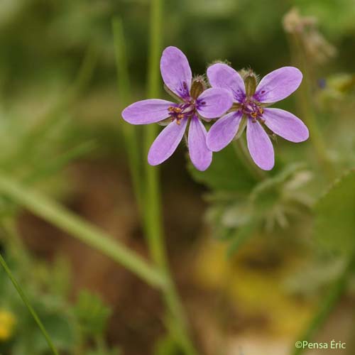 Erodium à feuilles de mauve - Erodium malacoides