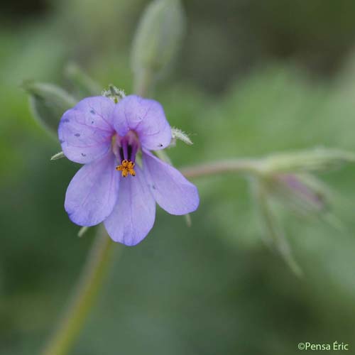 Érodium Bec-de-cigogne - Erodium ciconium