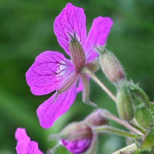 Érodium de Manescaut - Erodium manescavi