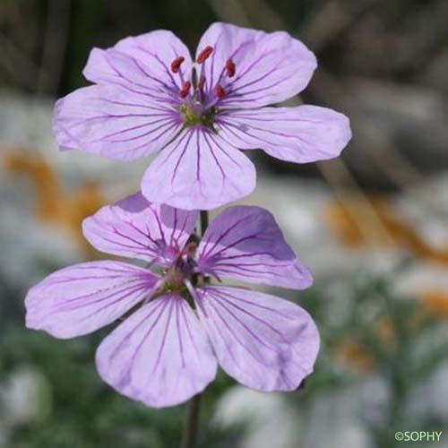 Érodium fétide - Erodium foetidum