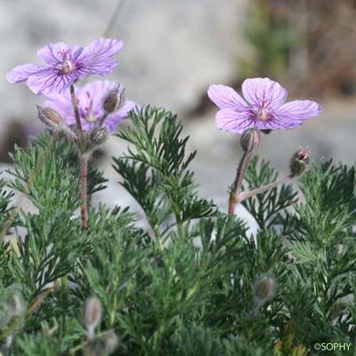 Érodium fétide - Erodium foetidum