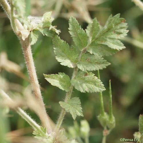 Érodium musqué - Erodium moschatum