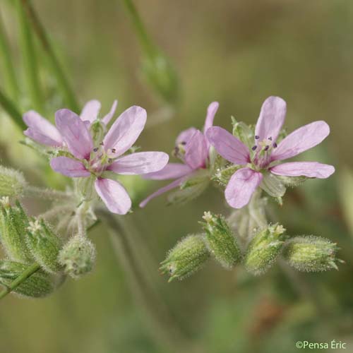 Érodium musqué - Erodium moschatum