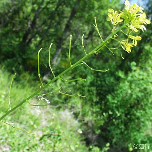 Érucastre à feuilles de Cresson - Erucastrum nasturtiifolium subsp. nasturtiifolium