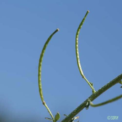 Érucastre de France - Erucastrum gallicum