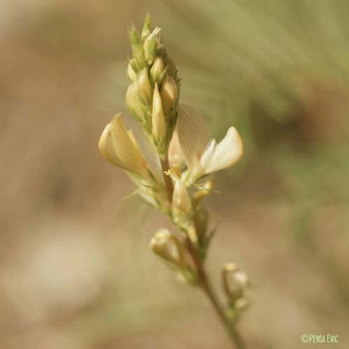 Esparcette des rochers - Onobrychis saxatilis