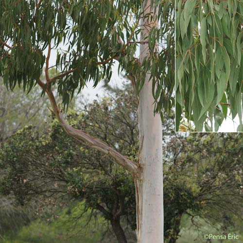 Eucalyptus - Eucalyptus camaldulensis