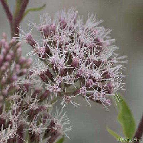 Eupatoire à feuilles de chanvre - Eupatorium cannabinum subsp. cannabinum