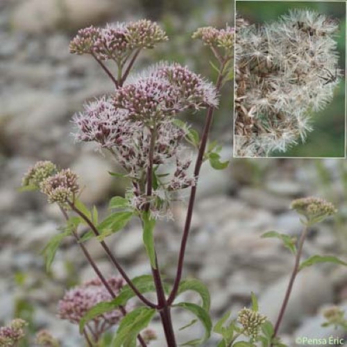 Eupatoire à feuilles de chanvre - Eupatorium cannabinum subsp. cannabinum