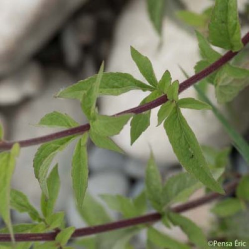 Eupatoire à feuilles de chanvre - Eupatorium cannabinum subsp. cannabinum