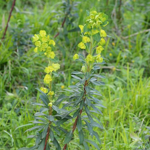 Euphorbe des bois - Euphorbia amygdaloides