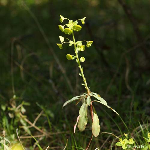 Euphorbe des bois - Euphorbia amygdaloides