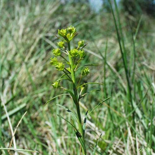 Euphorbe à feuilles de graminée - Euphorbia graminifolia