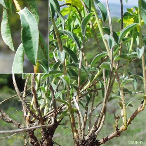 Euphorbe à têtes jaune d'or - Euphorbia flavicoma subsp. flavicoma