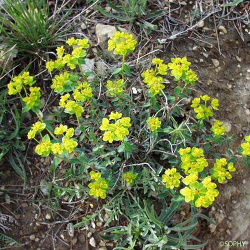 Euphorbe à têtes jaune d'or - Euphorbia flavicoma subsp. flavicoma