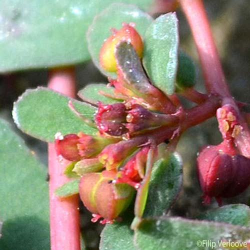 Euphorbe couchée - Euphorbia humifusa