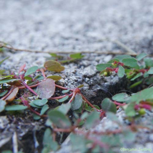 Euphorbe couchée - Euphorbia humifusa