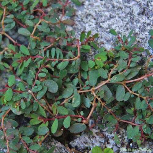 Euphorbe couchée - Euphorbia humifusa