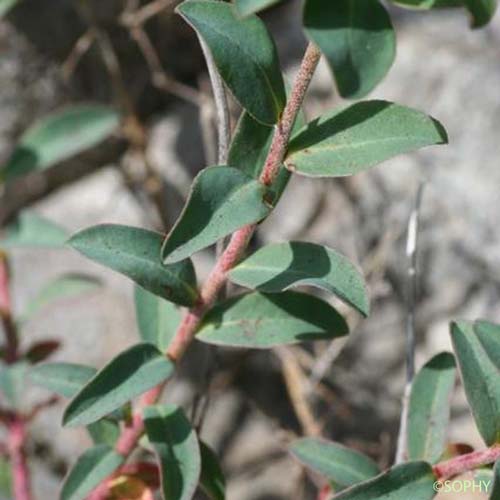 Euphorbe de Duval - Euphorbia duvalii